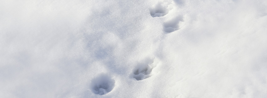 Pfötchenabdrücke im Schnee
